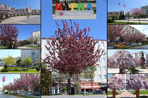 BAFRA’DA DİKİLEN FİDANLAR, AĞAÇLAR VE ÇİÇEKLER KENDİNİ GÖSTERDİ