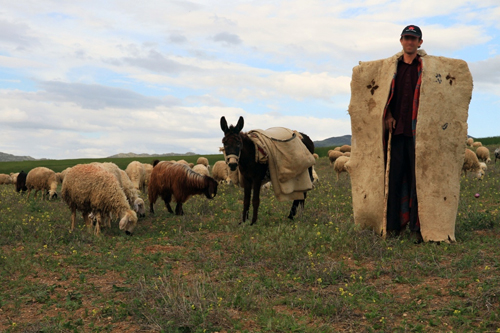 Küçükbaş Hayvan Yetiştiricilerine Çoban İstihdam Desteklemeleri Ödeniyor