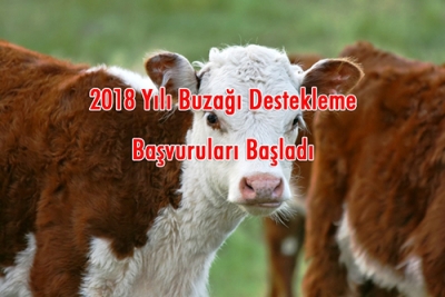 2018 Yılı Buzağı Destekleme Başvuruları Başladı