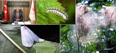 Amerikan Beyaz Kelebeği ile Mücadelede Kararlıyız 