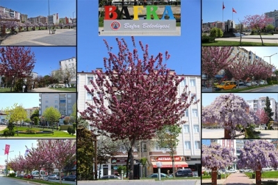 BAFRA’DA DİKİLEN FİDANLAR, AĞAÇLAR VE ÇİÇEKLER KENDİNİ GÖSTERDİ