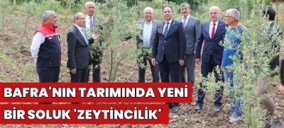 Bafra'nın Tarımında Yeni Bir Soluk 'Zeytincilik'