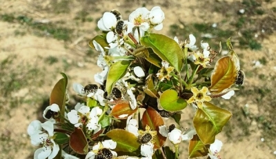  Baklazınnı Zararlısına Karşı