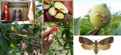 Elma İçkurdu Zararı ile Mücadele Zamanı Geldi 