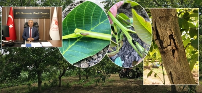 İl Tarım ve Orman Müdürü Sağlam Ceviz Güvesi İle Mücadeleye Dikkat Çekti