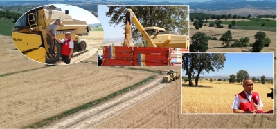 İlimizde Arpa, Buğday ve Kanola da Hasat Devam Ediyor