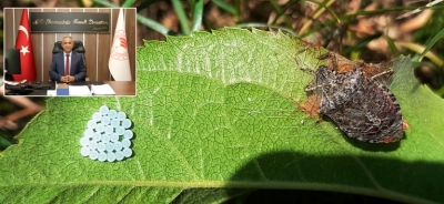 İlimizde Kahverengi Kokarca İle Mücadele Devam Ediyor