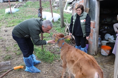 Jersey Irkında Suni Tohumlama Meyvelerini Vermeye Başladı