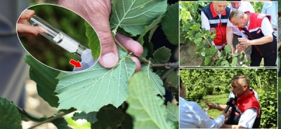 KAHVERENGİ KOKARCA İLE MÜCADELE EYLEM PLANI