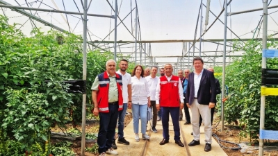 Karadeniz’in En Büyük Sebze Serasında Sezonun İlk Domates Hasadı Yapıldı