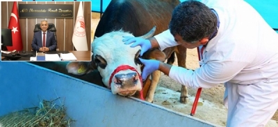 Kurbanlık Hayvan Alırken Nelere Dikkat Edilmeli