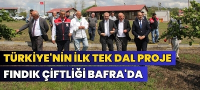 Türkiye'nin İlk Tek Dal Proje Fındık Çiftliği Bafra'da